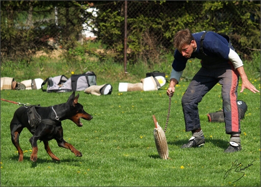 Dogs in training 5/2008